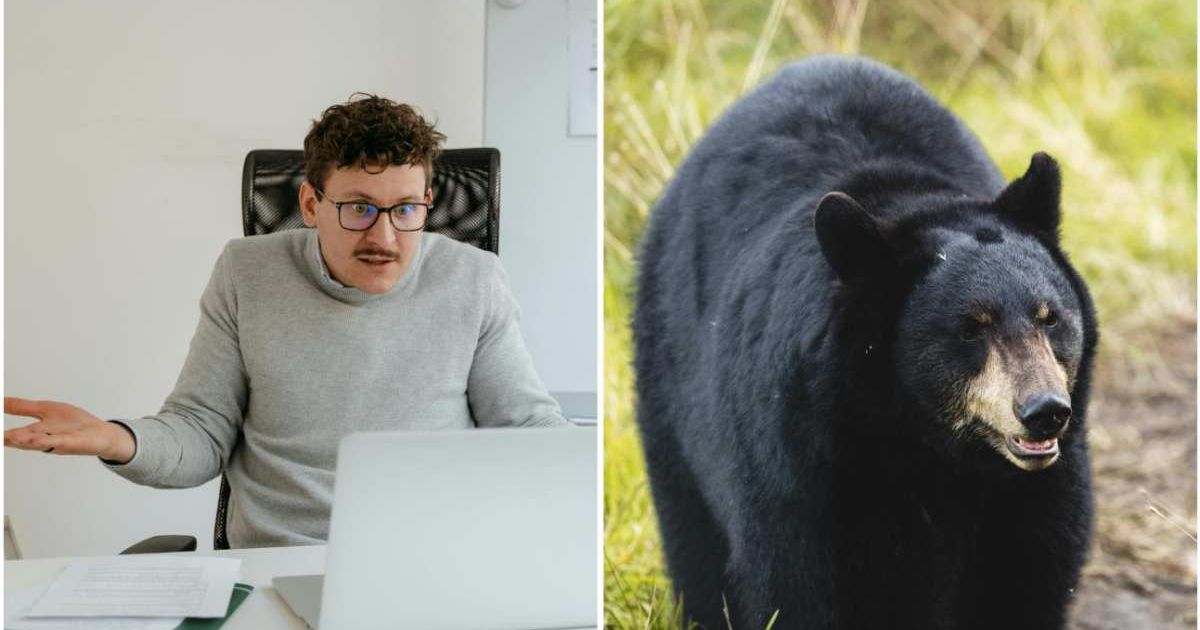 (L ) A man looks surprised seeing something on his email ; (R) A wild bear (Representative Cover Image Source: Pexels | Photo by (L) MART PRODUCTION ; (R) Tomáš Malík)