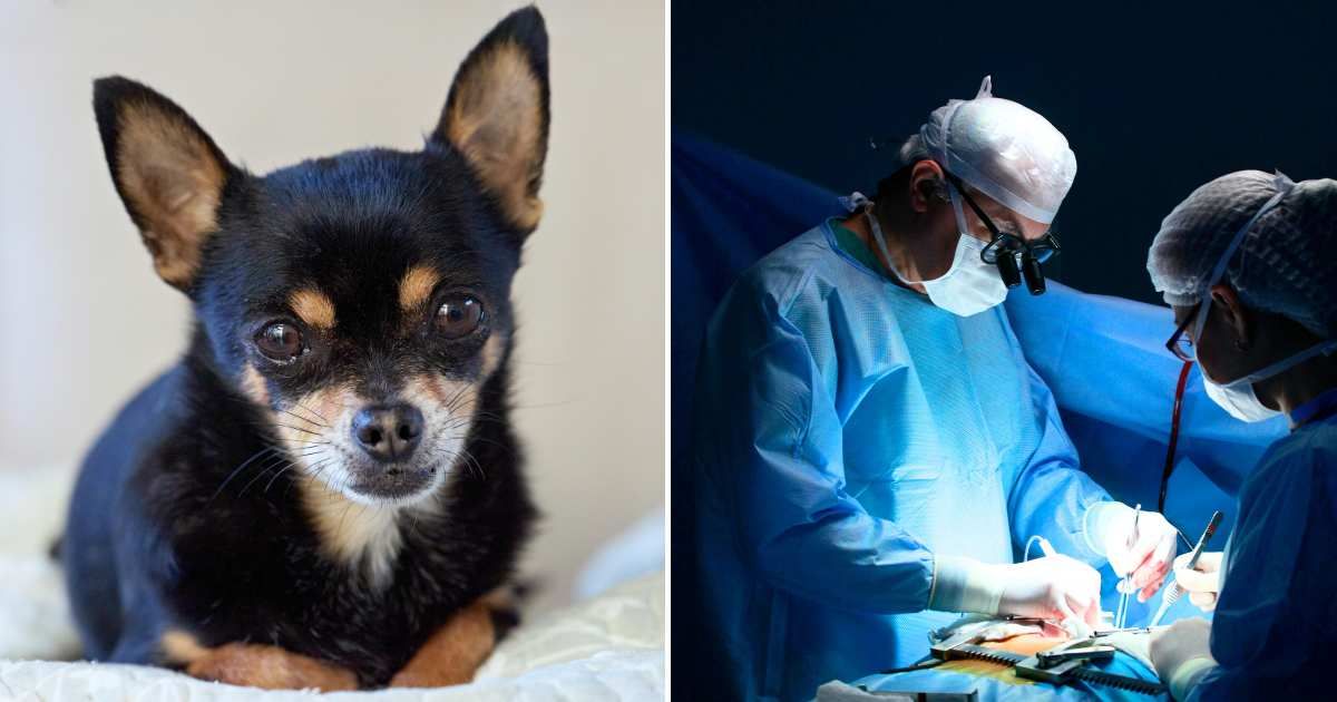 A black Chihuahua dog (L). Doctors performing a surgery (R)(Representative Cover Image Source: Pexels Images | Photo by Erwin Bosman and CARLOSCRUZ ARTEGRAFIA)