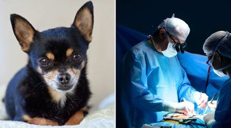 Vets thought they were treating a stray Chihuahua’s leg fracture — then the X-ray revealed something unbelievable hiding inside 