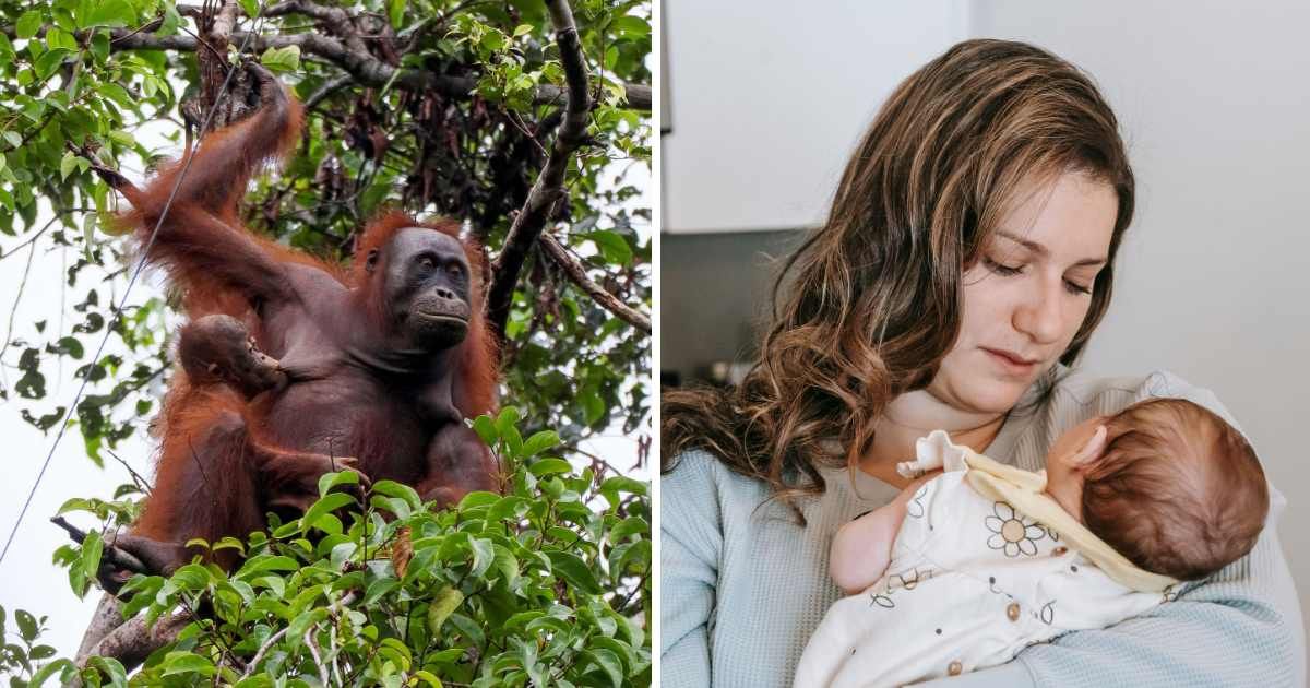 (L) Mother orangutan with baby. (R) Young mom holding her baby. (Representative Cover Image Source: Pexels | (L) arwin waworuntu, (R) Sarah Chai)