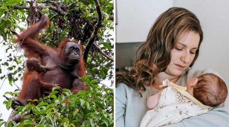 New mom related to a breastfeeding orangutan at the zoo — until a Google search about its baby’s age made her realize she had it easy