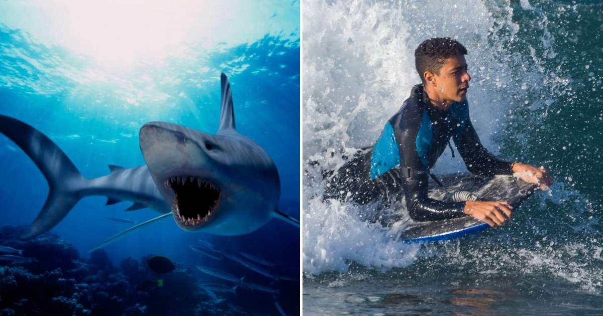 (L) A shark swimming underwater. (R) A teenager is surfing in the water, looking seriously at something. (Representative Cover Image Source: L - Getty Images| Stephen Frink, R - Pexels| MAG Photography)