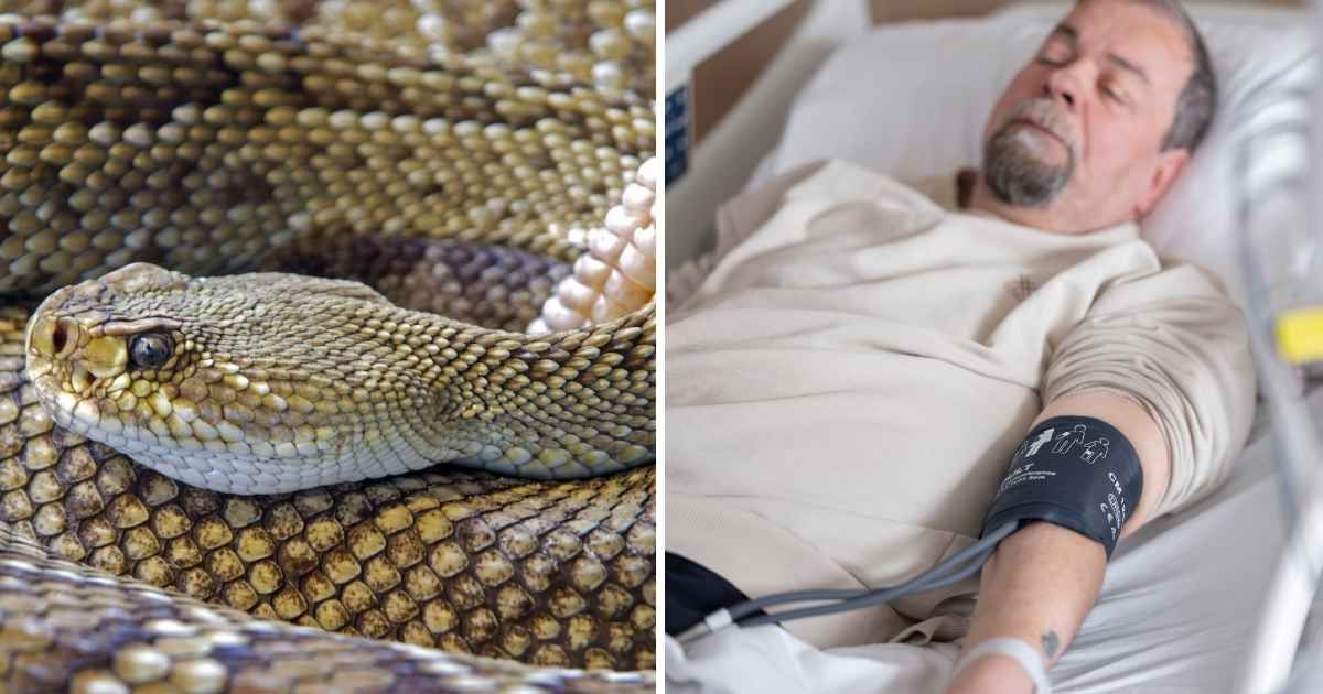 (L) Rattlesnake. (R) Man lying in hospital. (Representative Cover Image Source: Pexels | (L) Pixabay, (R) Engin Akyurt)