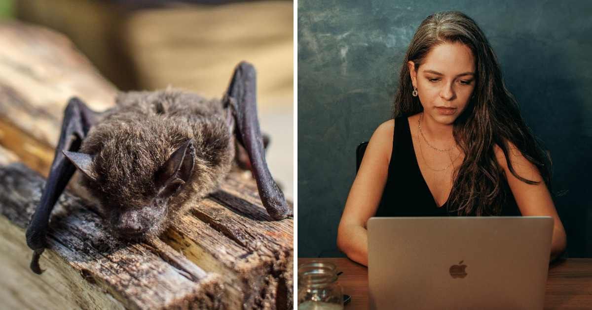 (L) Bat resting on a log. (R) Stressed woman using laptop. (Representative Cover Image Source: Pexels | (L) Peter Scott, (R) Helena Lopes)