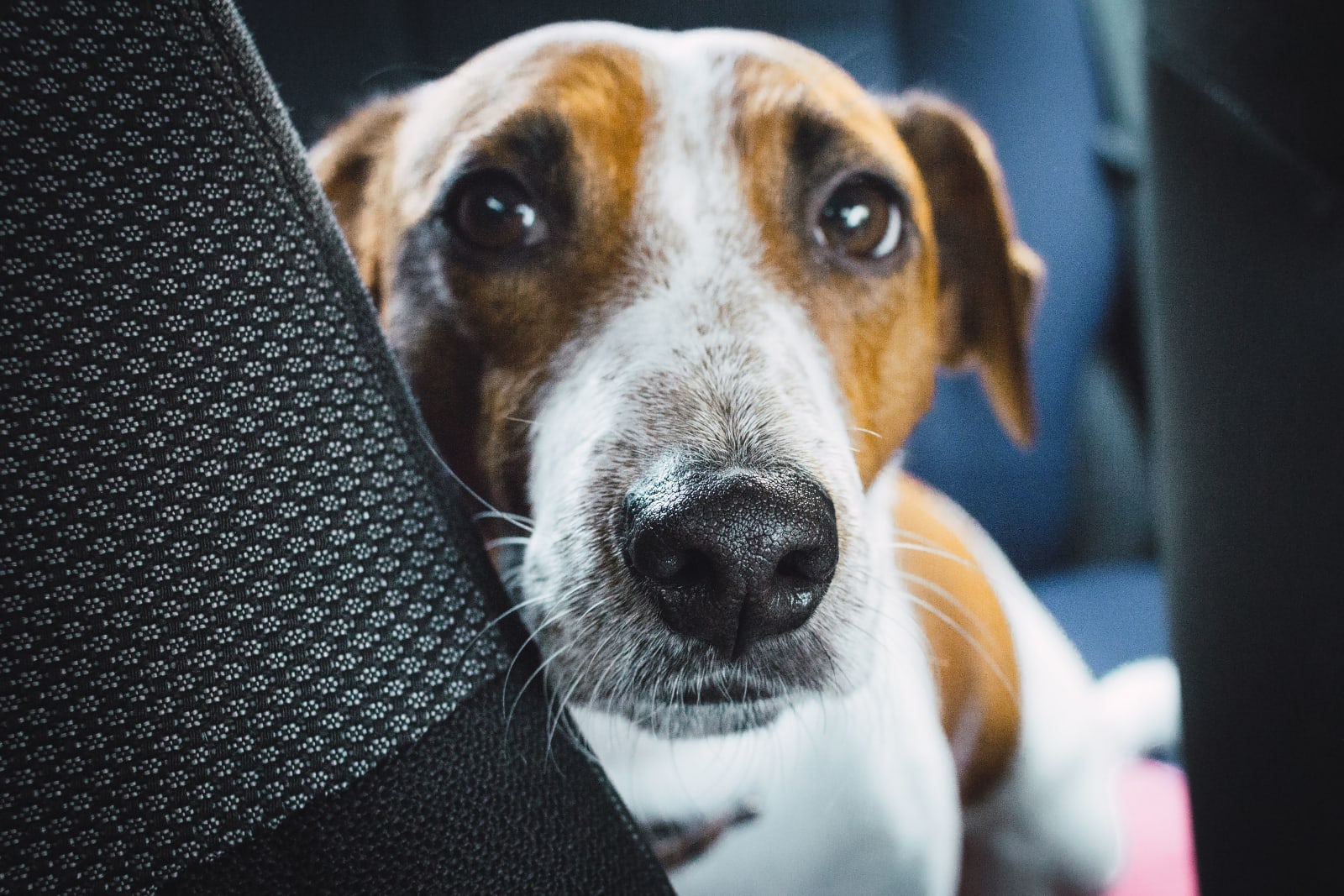 A dog sitting on a seat adorably. (Representative Image Source: Pexels|