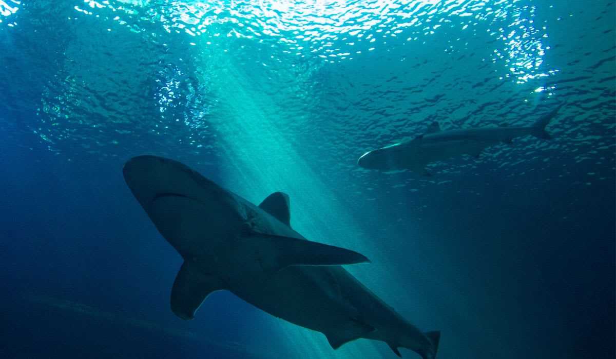 A shark prowling underwater. (Representative Image Source: Pexels |  Rockwell branding agency)