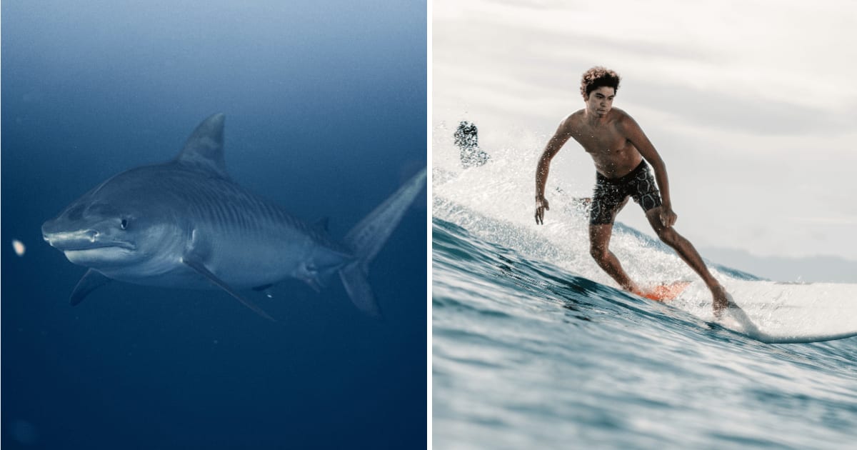 (L) Tiger shark in ocean. (R) Young surfer. (Representative Cover Image Source: Pexels | (L) Daniel Torobekov, (R) Daniel Torobekov)