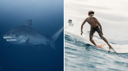 12-foot tiger shark flung a surfer off his board and charged with its mouth open — instead of panicking, his instinctive response sent it retreating