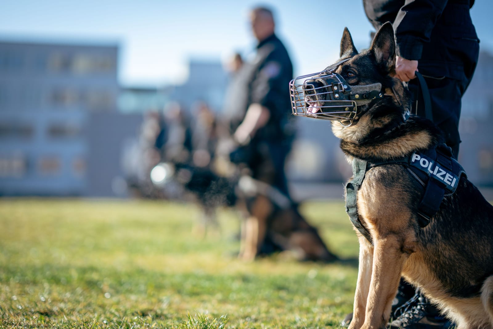 Police officers and German Shepherds (Representative Image Source: Pexels | maxed. RAW)