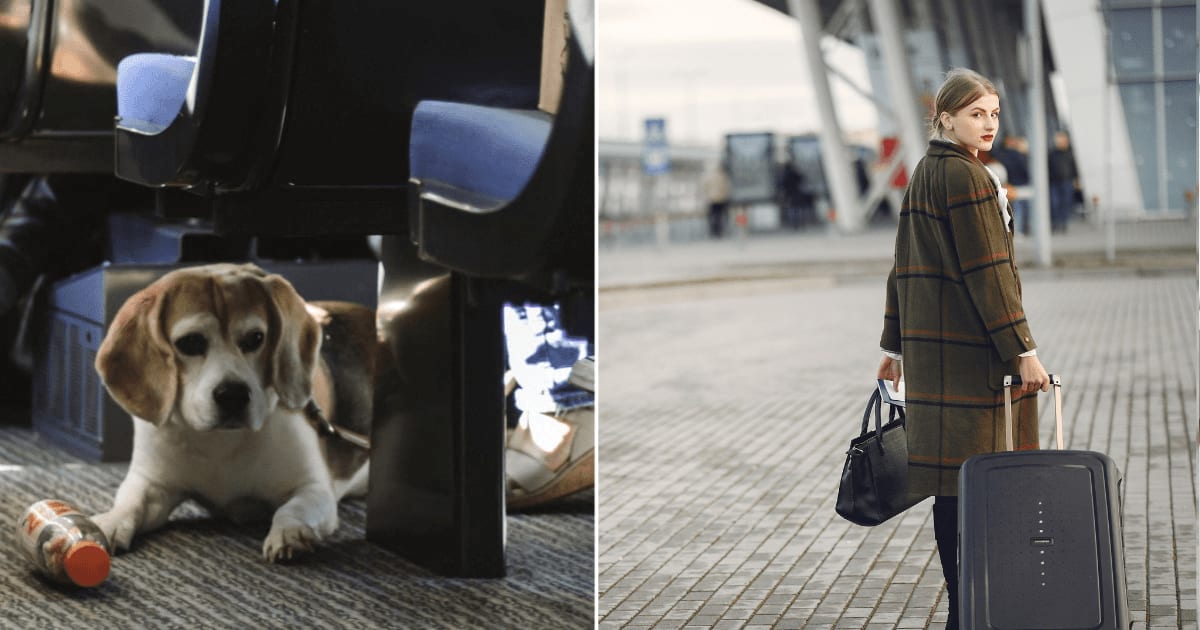 (L) Pet dog on plane. (R) Woman leaving airport. (Representative Cover Image Source: Pexels | (L) John Escudero, (R) Gustavo Fring