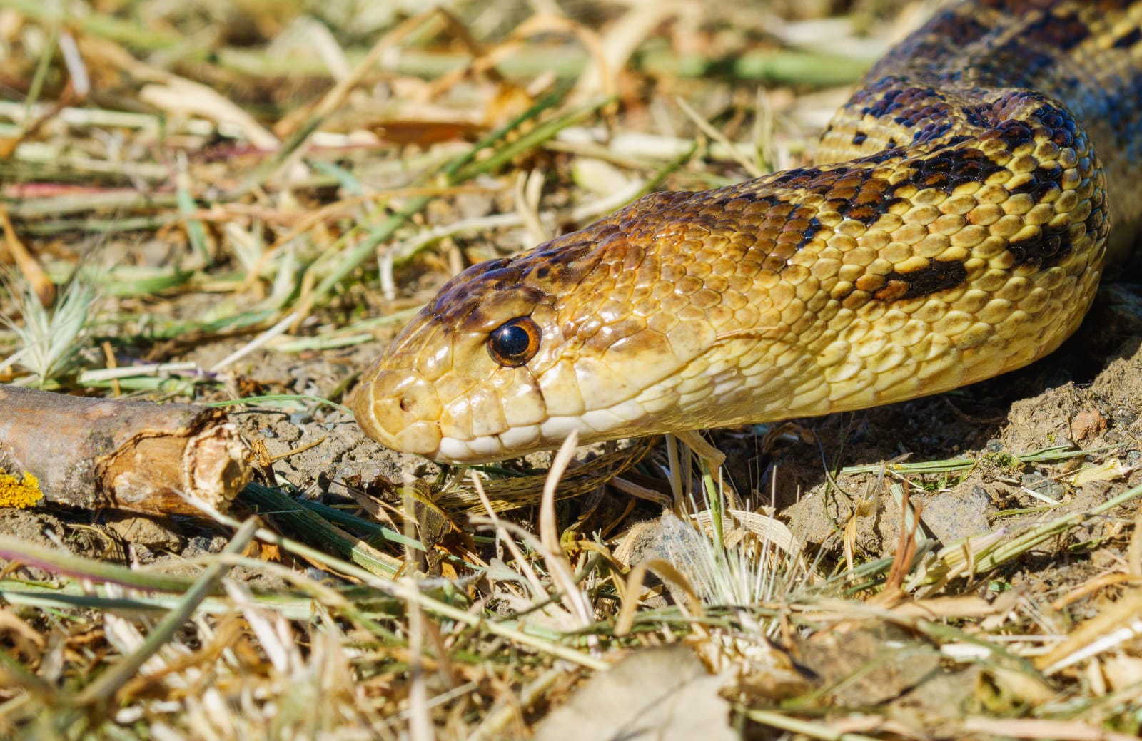 A snake roaming freely in urban area. (Representative Image Source: Pexels| Robert So)